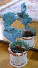 Myrtillocactus geometrizans cr gebraucht kaufen  Berlin