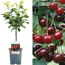 Patio fruit tree for sale  UK