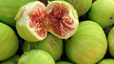Goccia miele ficus usato  Trappeto
