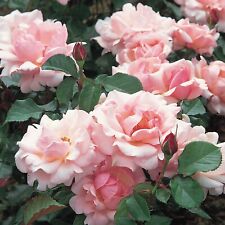 Rosa valentine heart for sale  HULL