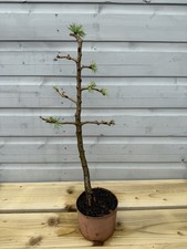 Japanese larch tree for sale  BRIGG