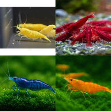Mix color neocaridina for sale  Westminster