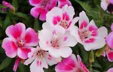 Farewell spring seeds for sale  Deltona
