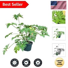 scented citronella geranium for sale scented citronella geranium for sale Houston