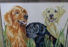 Labrador retriever dogs for sale  Bala Cynwyd