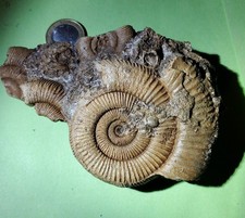 Dactylioceras stufe schlaifhau gebraucht kaufen  Erlangen