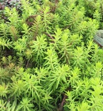 Buy plants get for sale  Breinigsville