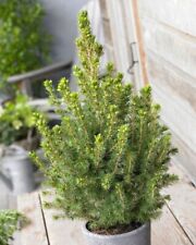 Christmas tree picea for sale  NORTHWICH