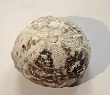 Detailreicher seeigel echinoco gebraucht kaufen  Schönberg
