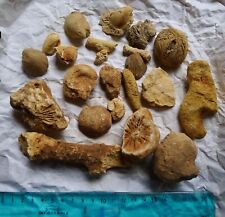 Lot fossiles oursin d'occasion  Sarzeau