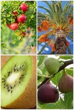 Fruit seeds pack for sale  DUDLEY