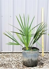 Sabal minor palm for sale  Ashtabula