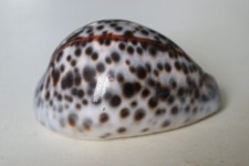 Collection coquillage cypraea d'occasion  Neuville-aux-Bois