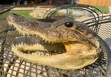 alligator head for sale alligator head for sale Tuscola