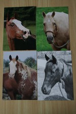 Pferd postkarte horse gebraucht kaufen  Berlin