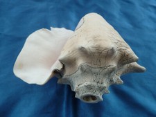 Muschelhorn strombus gigas gebraucht kaufen  Tübingen