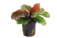 Echinodorus reni tropica for sale  MANSFIELD
