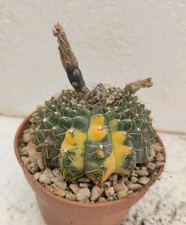 Gymnocalycium baldianum varieg usato  Brindisi