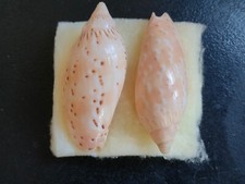 Conchiglia voluta cymbiola usato  Piombino