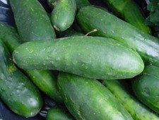 Semi cetriolo cenere usato  Trappeto