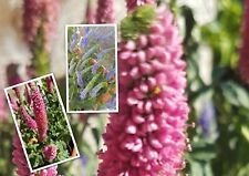 Ehrenpreis veronica longifolia gebraucht kaufen  Stühlingen