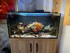 Marine aquarium fish for sale  SIDCUP