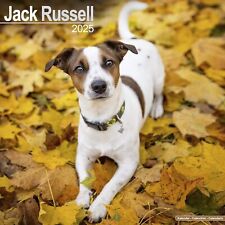 Jack russell 2025 for sale  Salem