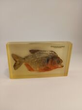 Columbian piranha preserved for sale  STROUD