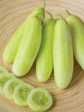 Cucumber honey plus for sale Cucumber honey plus for sale  RUISLIP