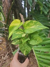 Giant variegated golden for sale  Englewood