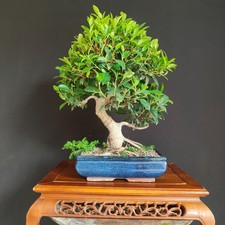 Bonsai ficus retusa usato  San Pancrazio Salentino