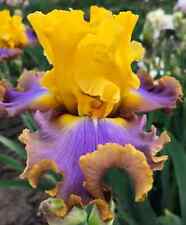 Immediate bearded iris for sale  LONDON