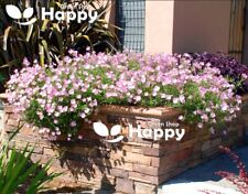 Showy evening primrose for sale  DONCASTER