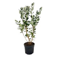 Pianta feijoa sellowiana usato  Piazza Armerina