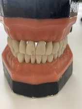 Modell zahnmedizin vintage gebraucht kaufen  Mülheim an der Ruhr