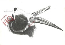 Picture postcard jacob for sale Picture postcard jacob for sale  NEWCASTLE UPON TYNE