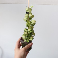 Hoya heuschkeliana variegata usato  Pavia