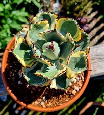 Agave isthmensis kabutogani for sale  CLACTON-ON-SEA