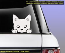Cat kitten funny for sale  BRIDGWATER
