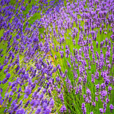 English lavender munstead for sale  IPSWICH