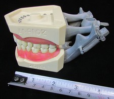 Vintage dental dentoform for sale  Lake Butler