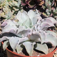 Echeveria madiba for sale  Fresno