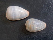 elegans usato elegans usato Piombino