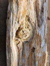 Petrified wood large for sale  Afton