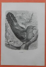 Kuckuck cuculus canorus gebraucht kaufen  Lauenburg/ Elbe