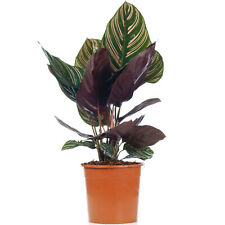 Pinstripe calathea ornata for sale  UK