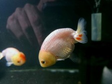 Live tropical fish for sale  Jackson