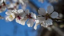 Wild cherry native for sale  ALTON