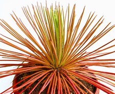Agave stricta forma usato  Napoli
