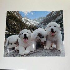 Pyrenees mountain dog for sale  ROTHERHAM
